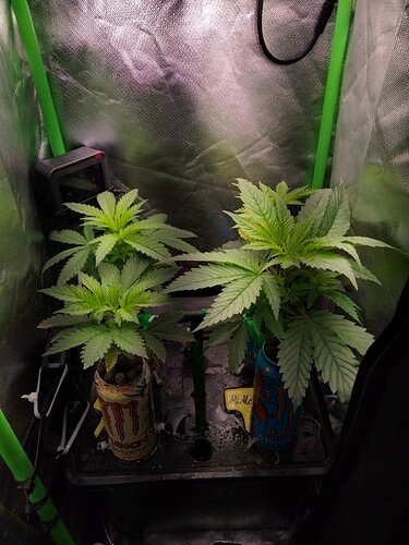 Growreport Bild 5