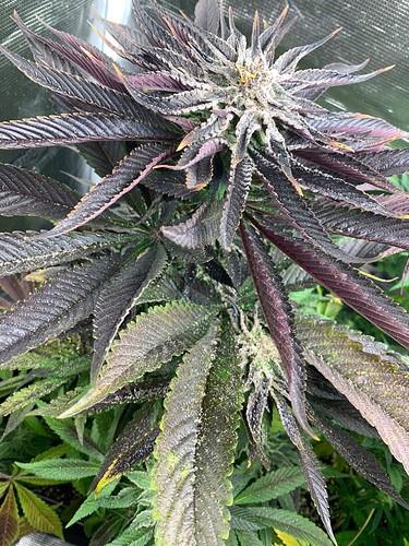 Growreport Bild 5