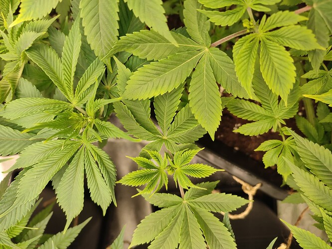 Growreport Bild 16