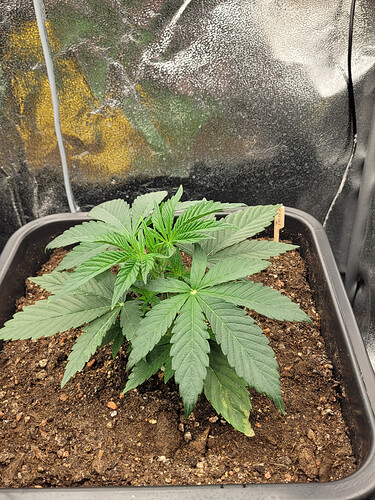 Growreport Bild 12