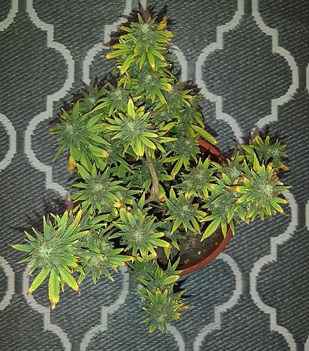 Growreport Bild 2