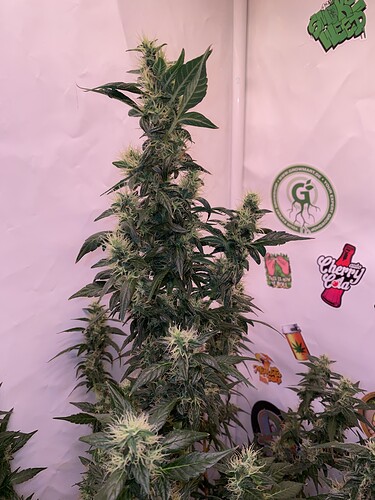 Growreport Bild 3