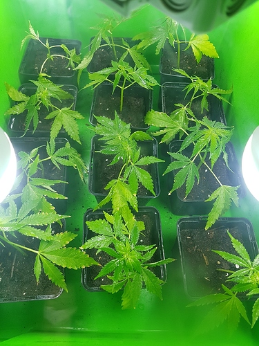 Growreport Bild 5
