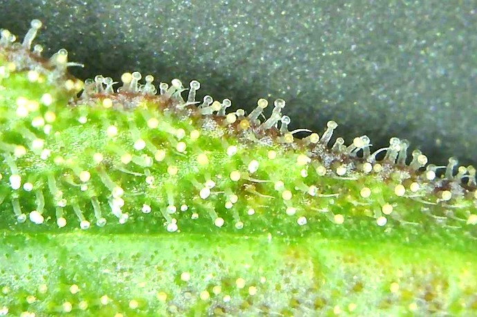 Growreport Bild 7