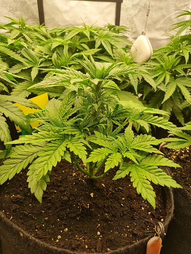 Growreport Bild 47