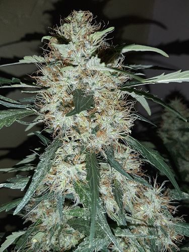 Growreport Bild 9