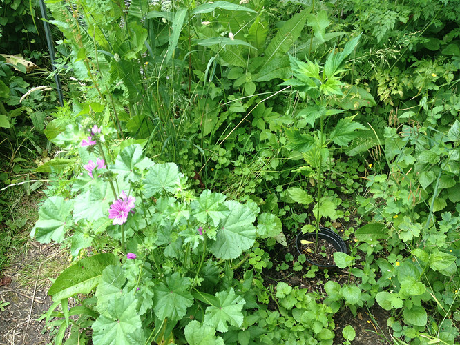 Growreport Bild 13