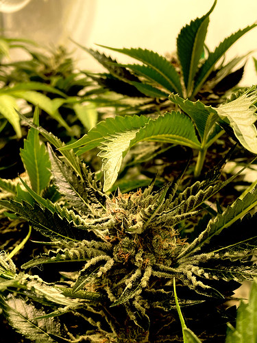 Growreport Bild 15