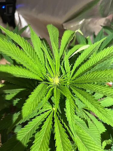 Growreport Bild 3