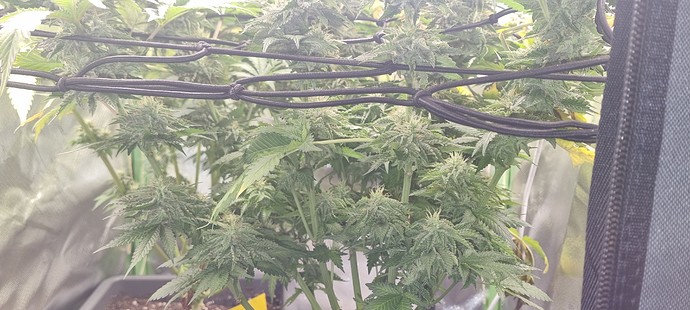 Growreport Bild 4