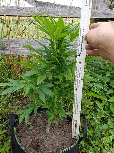 Growreport Bild 3