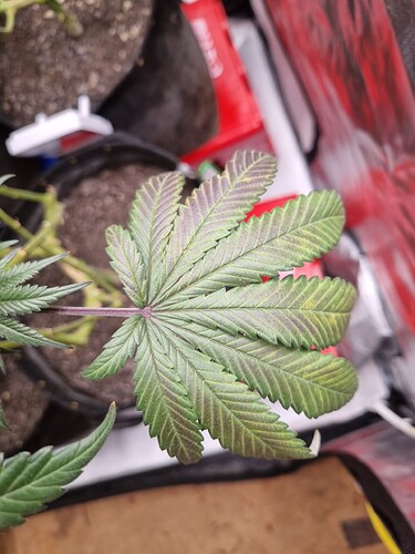 Growreport Bild 41
