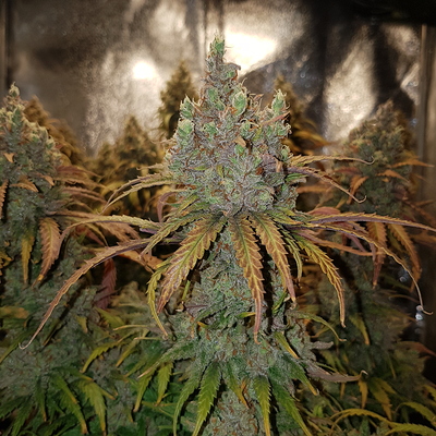 Growreport Bild 6