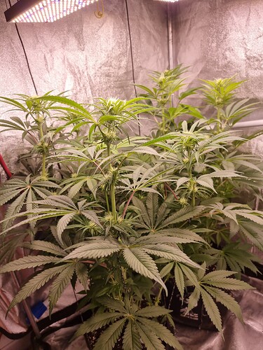 Growreport Bild 10