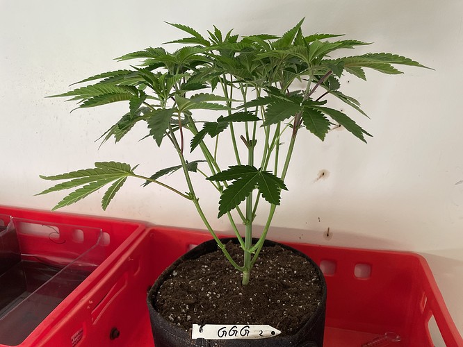 Growreport Bild 5