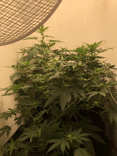 Growreport Bild 4