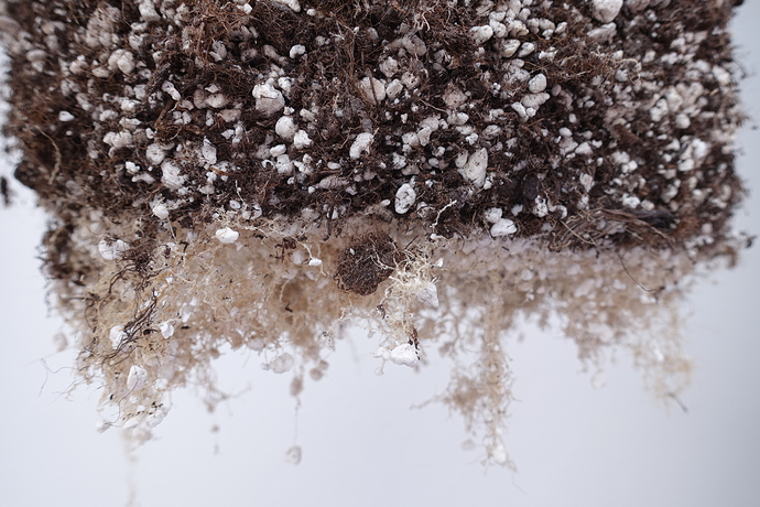 Growreport Bild 9