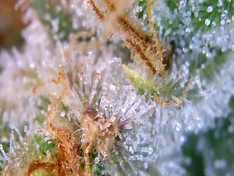 Growreport Bild 2