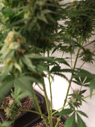 Growreport Bild 5