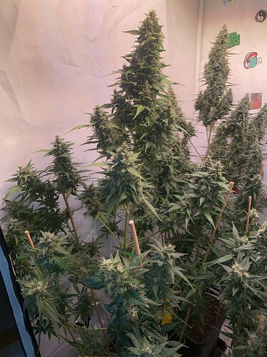 Growreport Bild 2