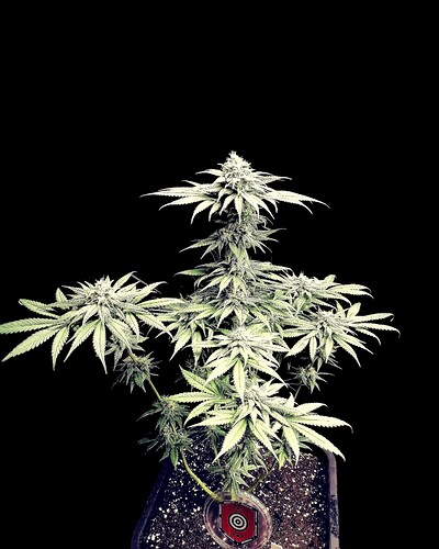 Growreport Bild 3