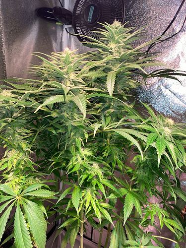 Growreport Bild 27