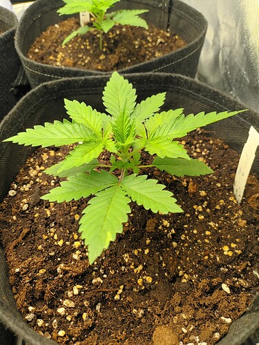Growreport Bild 6