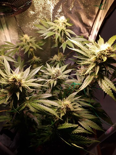 Growreport Bild 4