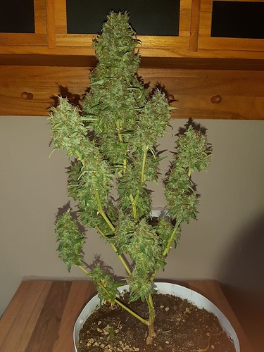 Growreport Bild 6