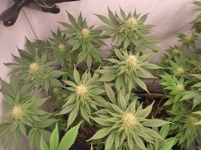 Growreport Bild 9