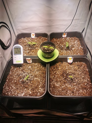 Growreport Bild 3