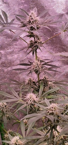 Growreport Bild 10