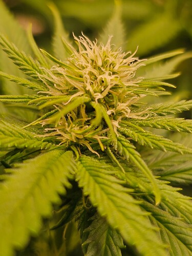 Growreport Bild 4