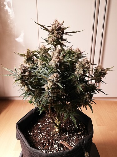 Mimosa_240107-4