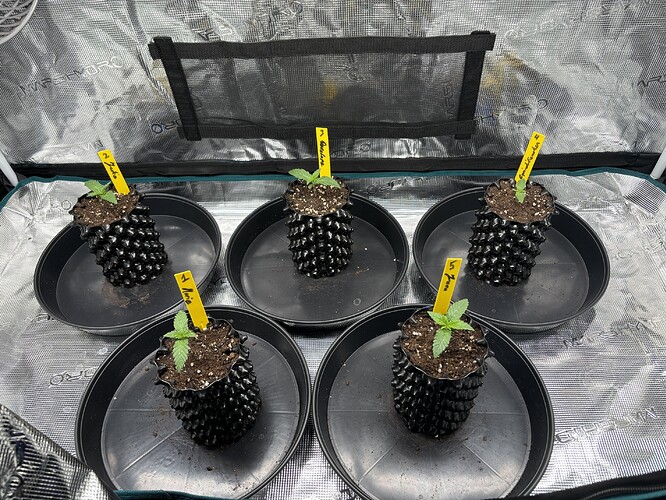 Growreport Bild 55