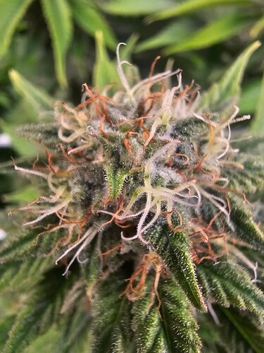 Growreport Bild 6