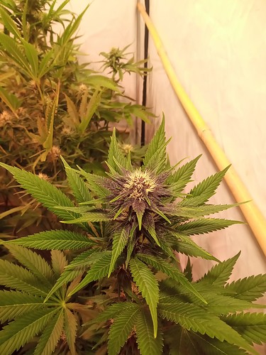 Growreport Bild 24