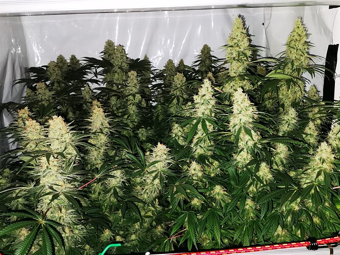Growreport Bild 1