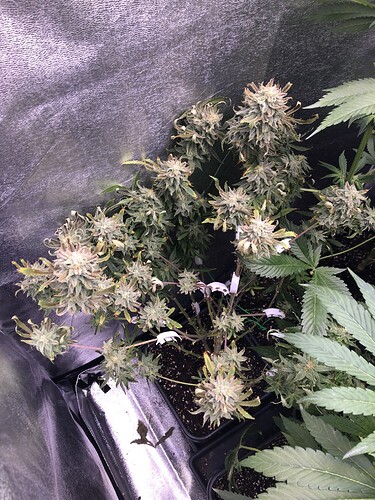 Growreport Bild 4