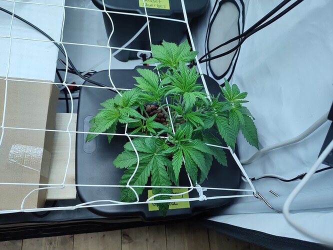 Growreport Bild 36