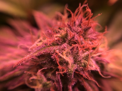 Growreport Bild 18