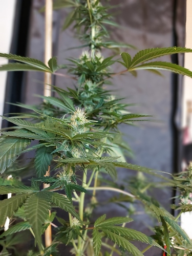 Growreport Bild 6