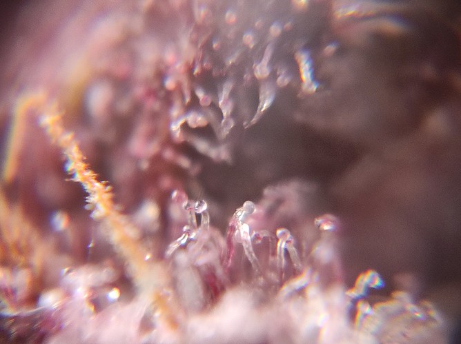 Growreport Bild 16