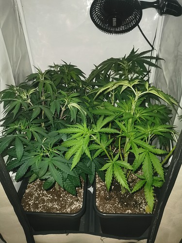 Growreport Bild 1