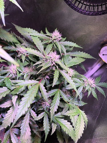 Growreport Bild 1