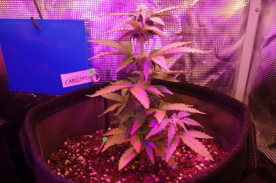Growreport Bild 54