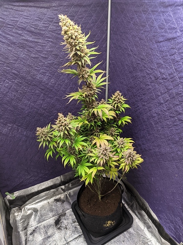 Growreport Bild 38