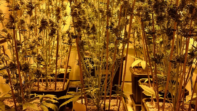 Growreport Bild 6
