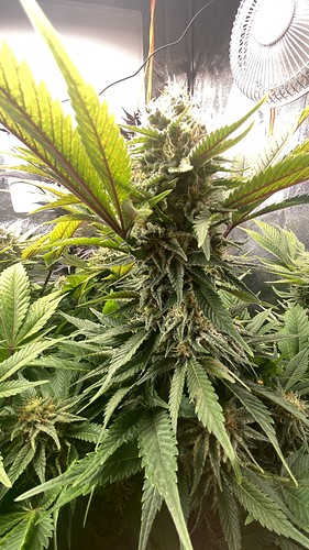 Growreport Bild 22