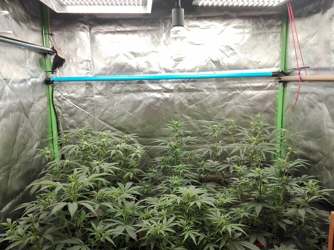 Growreport Bild 1